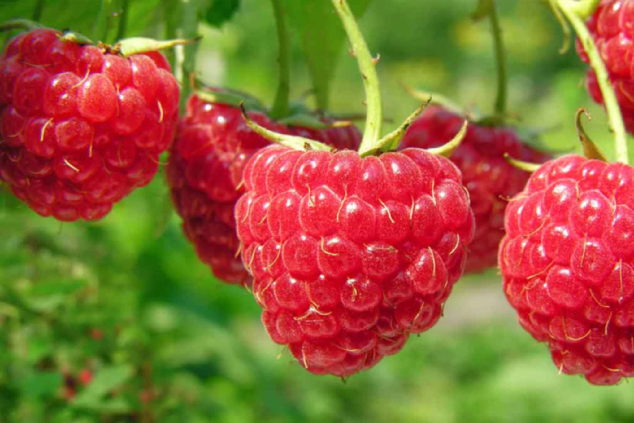 Imagen Raspberry